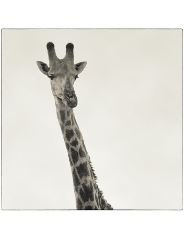 Portrait of giraffe,...