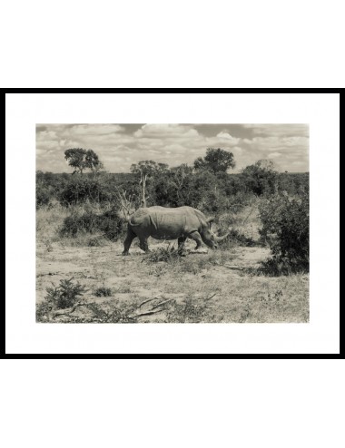 Rhino in landscape, Février...